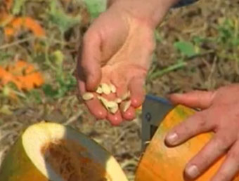 Healthy Pumpkin Seeds for Halloween